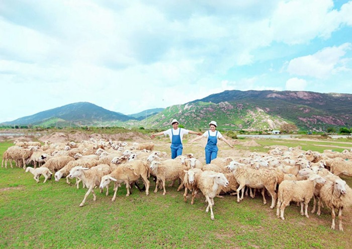 Đồng Cừu Suối Nghệ Vũng Tàu